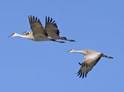 image of three sandhill cranes flying in a group